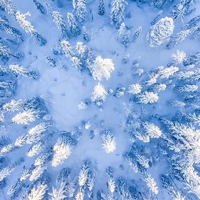 aerial view of pine trees covered with snow