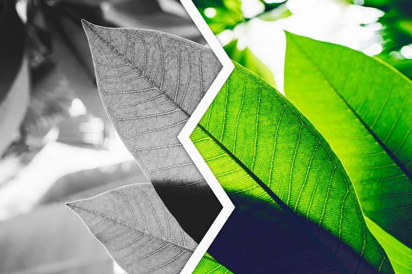 Leaves with a line down the center, half black and white, half in color